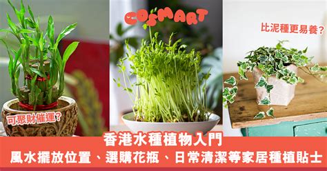 水種植物 風水|居家風水：水種植物佈置